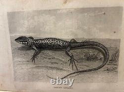 Trois ans d'errance d'un Yankee du Connecticut C M Welles 1861 Antiquité Rara HC
